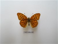 藏品(凸紋豹蛺蝶)的圖片